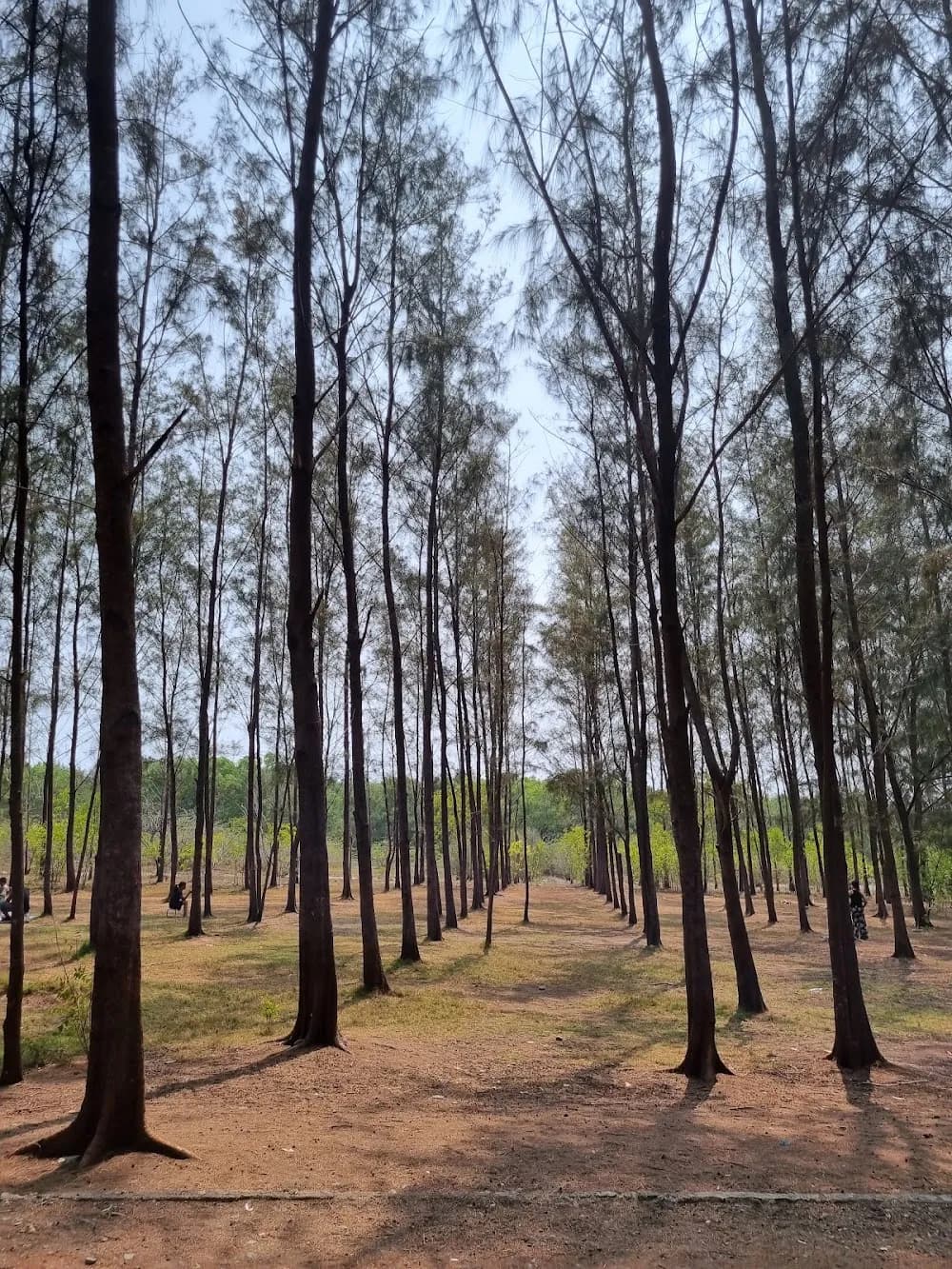 Rows of tall agoho pines lining the grove at Agoo Eco Park.