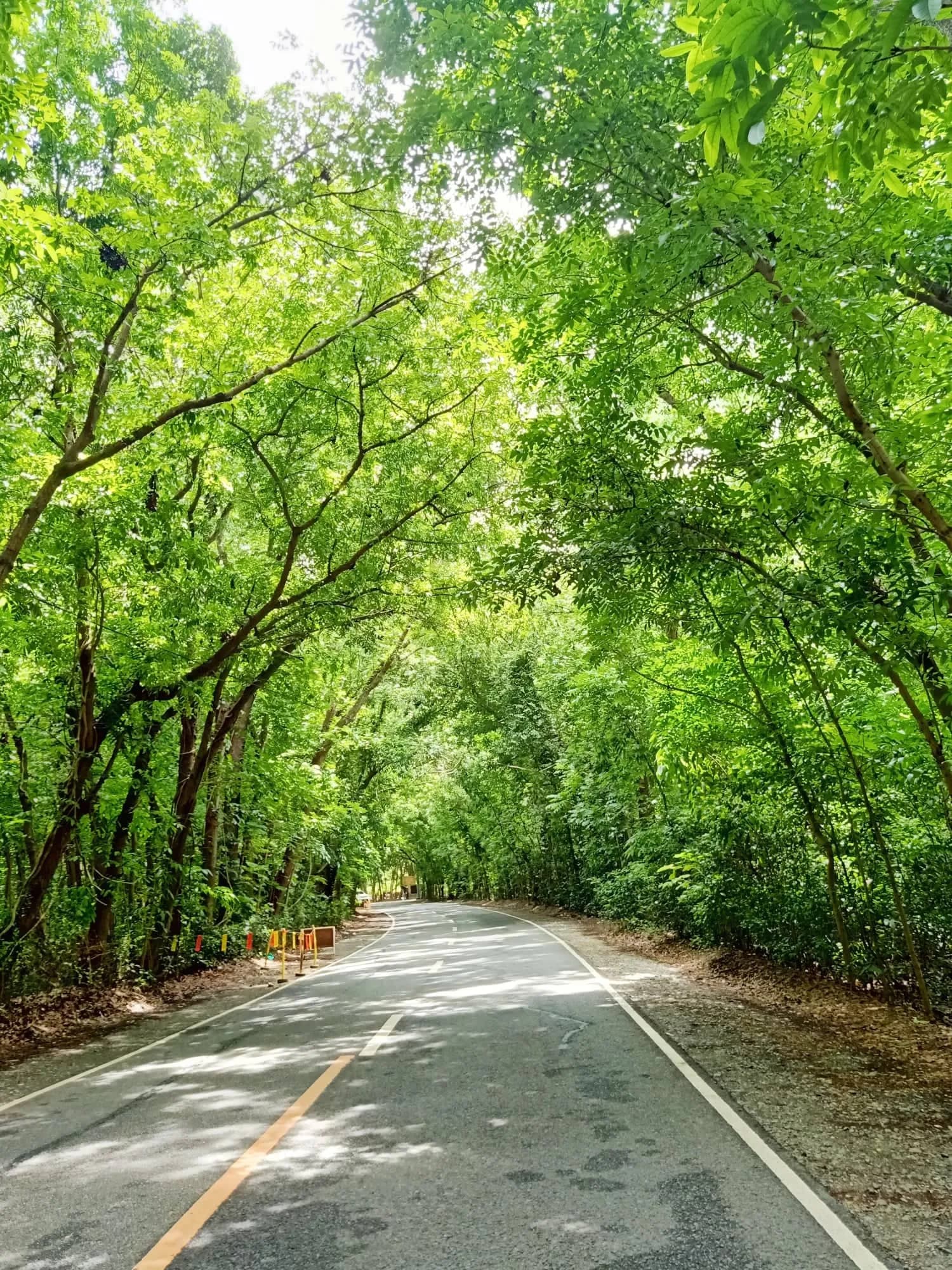 A road curving through a green canopy of arching trees at the Balaoan Man-made Forest.