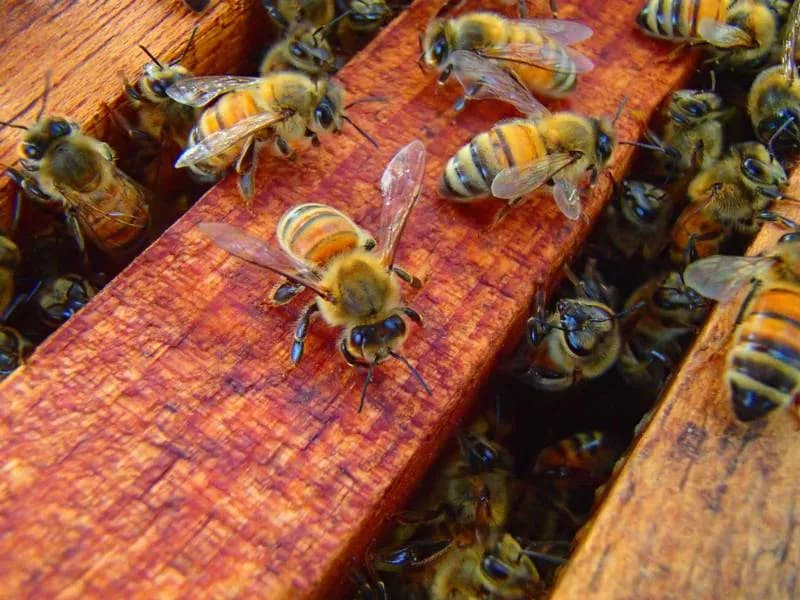 Honey bees on hive frames at La Union Bee Farm in Bacnotan
