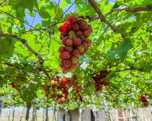 Rows of vines heavy with grapes at Gapuz Grape Farm in Bauang